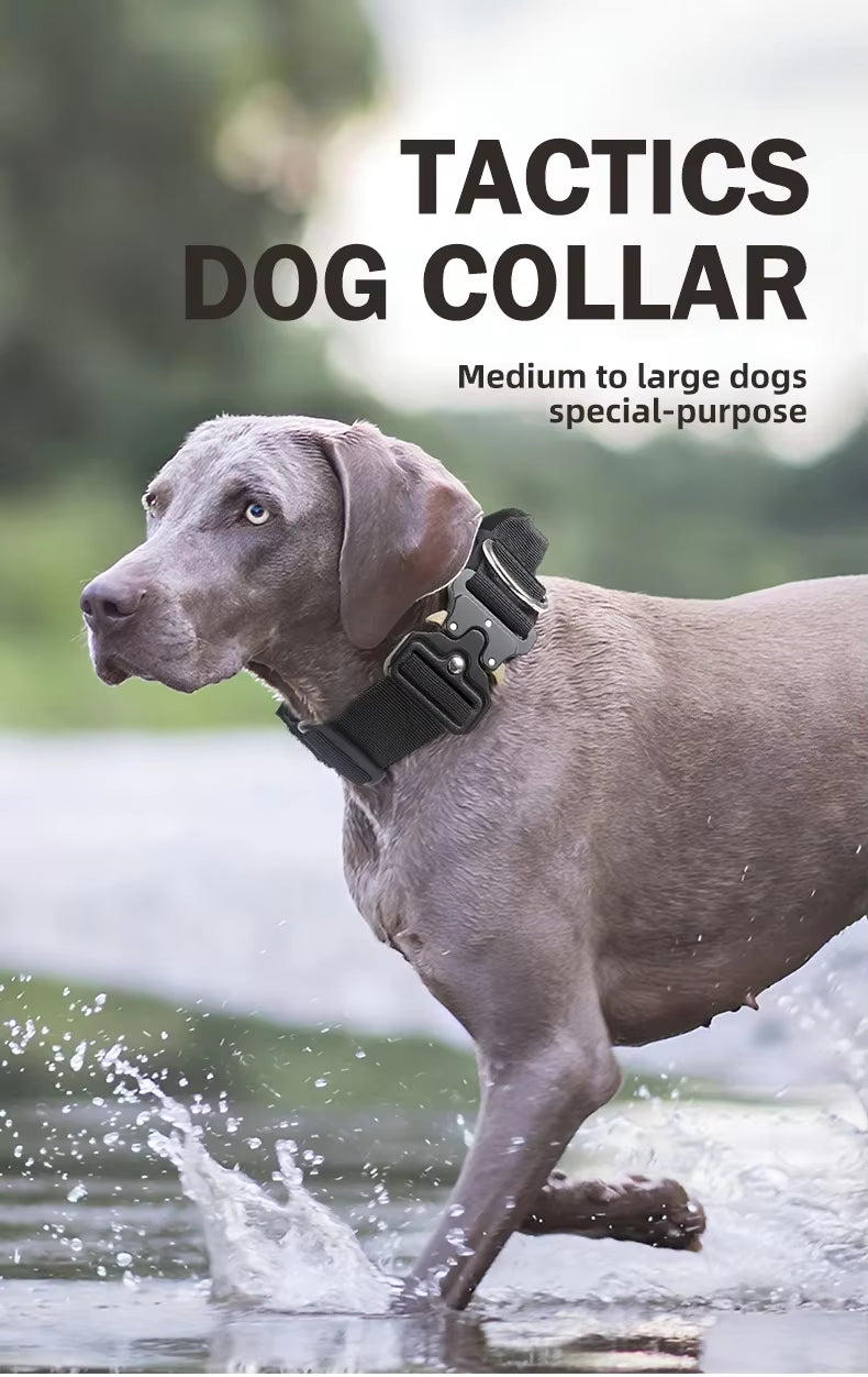 Wag Oasis Solid Dog Collar